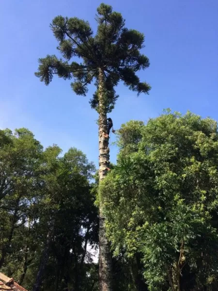 Podar