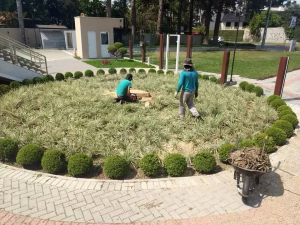 Poda de árvores curitiba, Corte e Poda de Arvores
