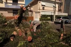 Remoção de árvore caída Curitiba urgência